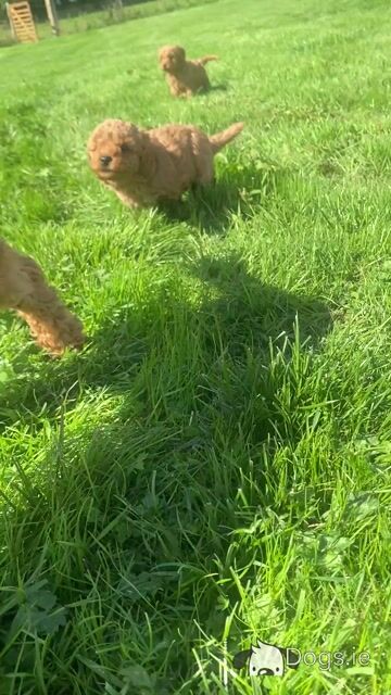 Cavapoo puppies in Wexford - Video