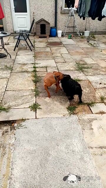 IKC Registered male Staffordshire Bull Terrier puppy 7 months old in Kildare - Video