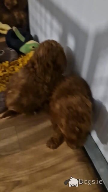 6 gorgeous Cockapoo puppies in Wexford - Video