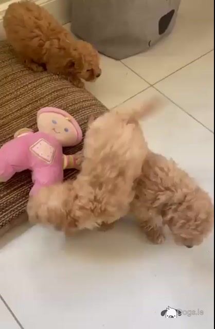 Poodle puppies in Cavan - Video