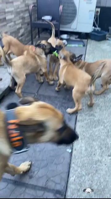 Belgian Malinois puppies For sale in Cork - Video