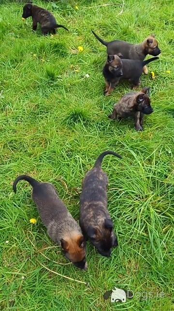 Exceptional & unique Belgian Shepherd x dog for stud - Video
