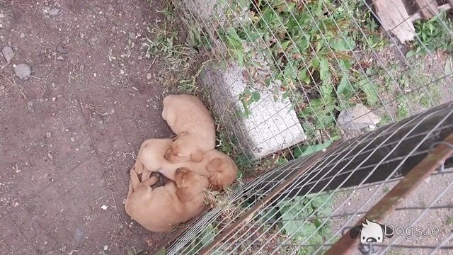 5 beautiful IKC Registered (pending) Labrador puppies 3 male 2 females in Laois - Video