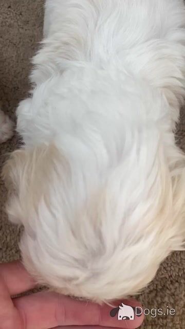 Beautiful Shih Tzu x Bichon Frise in Offaly - Video