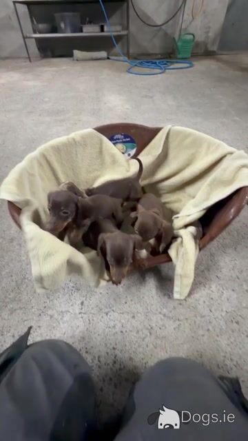 Beautiful miniature Chocolate female Dachshund in Tipperary - Video