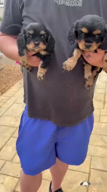 Black Cavachon puppies in Mayo, Super Rare - Video