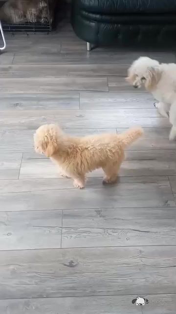 Miniature Poodle puppies in Mayo - Video