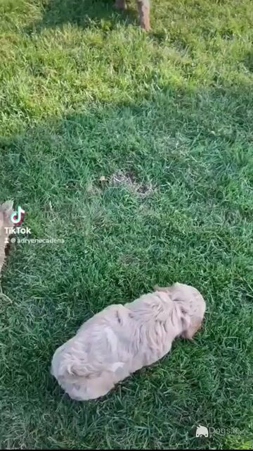 Adorable Toy Maltipoo’s in Cork - Video