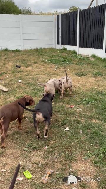 Classic Bully pups - Video