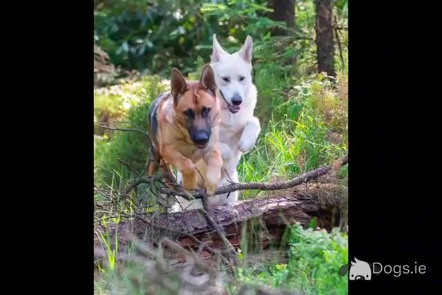 German Shepherd puppies for sale in Wicklow - Video