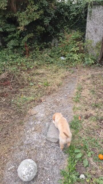 Beautiful male Golden Retriever puppy in Dublin - 3 months old - Video