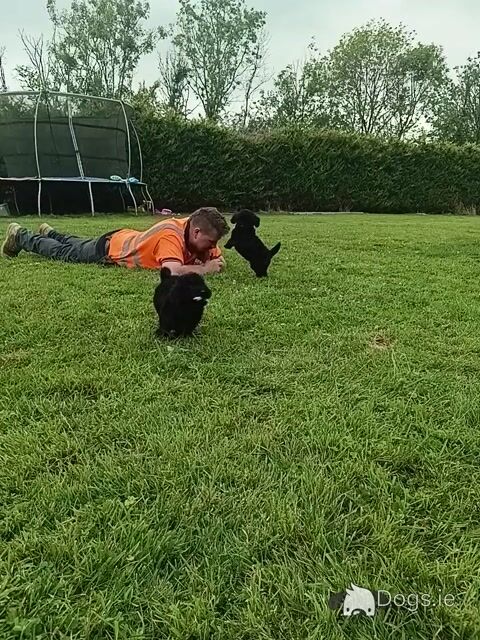 Gorgeous miniature Poodle puppies in Monaghan - Video