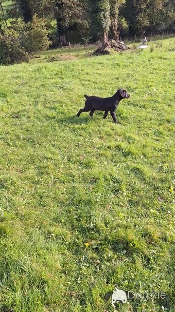 Kilroosk male Labrador puppy, IKC Registered, DNA clear for sale in Leitrim - Video