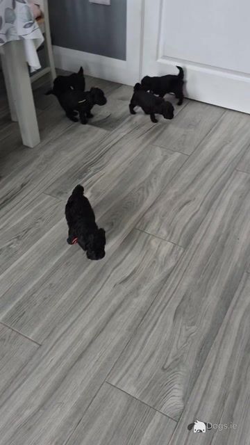 F1b Cockapoo puppies in Kerry - Video