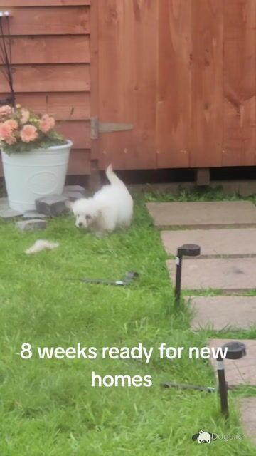 Beautiful Cavachon puppies in Galway - Video
