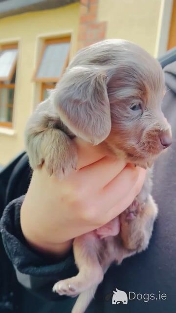 2 Fabulous Longcoat Isabella/Tan Dachshund Boys - Video
