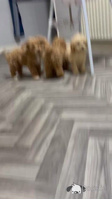 Stunning teddy bear Cavapoo puppies in Kilkenny 🐶 🐶 - Video
