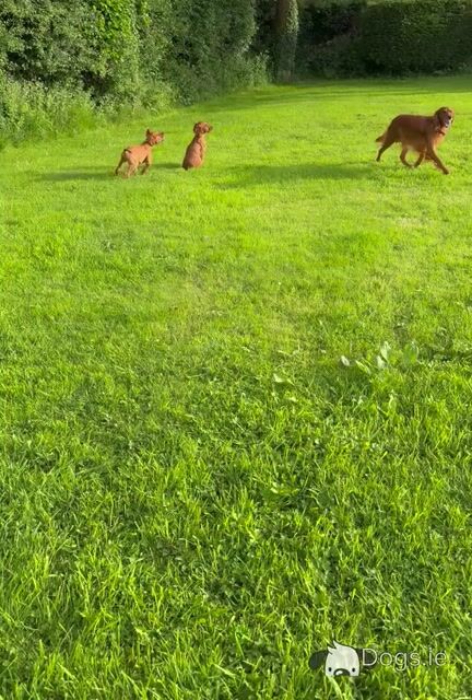 Male Irish Red Setter puppies in Carlow - Video