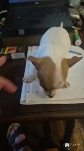 Jack- Chi  (Jack Russell x Chiuhuahua) - 1 Female puppy left in Dublin - Video