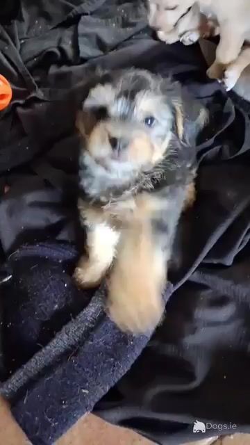Chihuahua x Shih Zu puppies in Limerick - Video