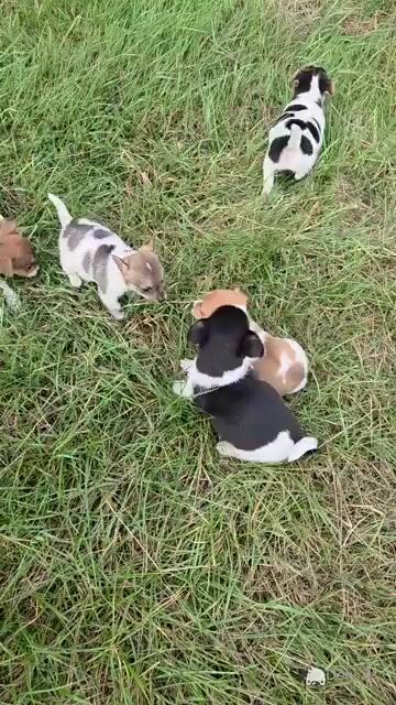 Miniature Jack Russell puppies for sale - Video
