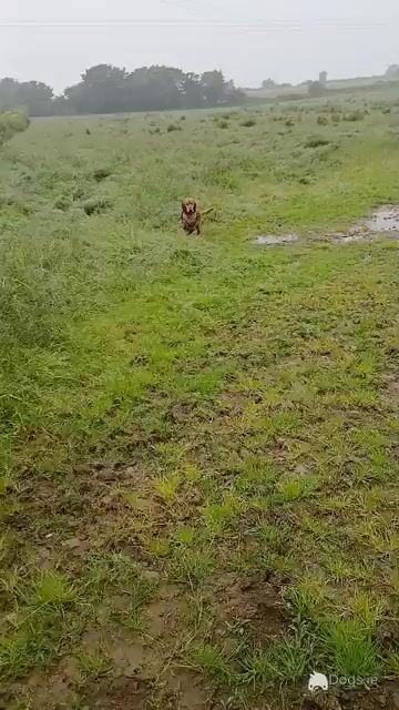 1 year old male Cocker Spaniel - Video