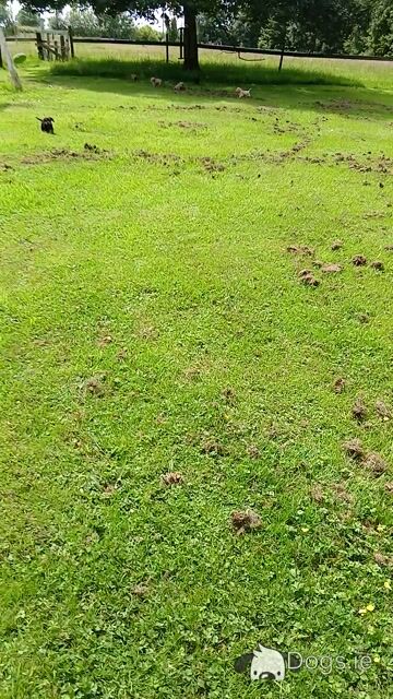 Fabulous miniature Cockapoo puppies in Wexford - Video