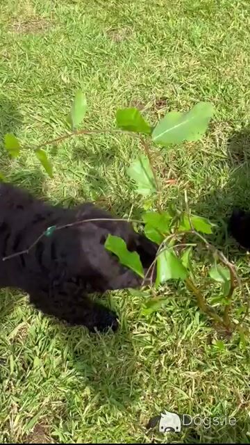IKC Registered (pending) Irish Water Spaniel puppies for sale in Monaghan - Video