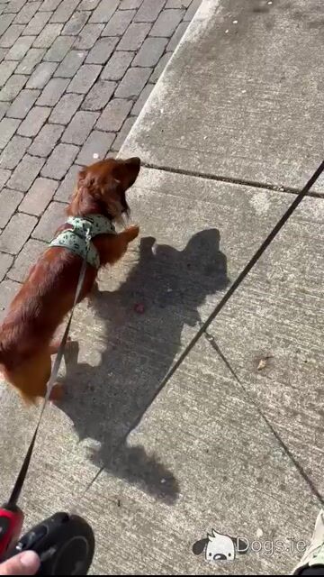 Stunning Long haired coat Dachshund - Video