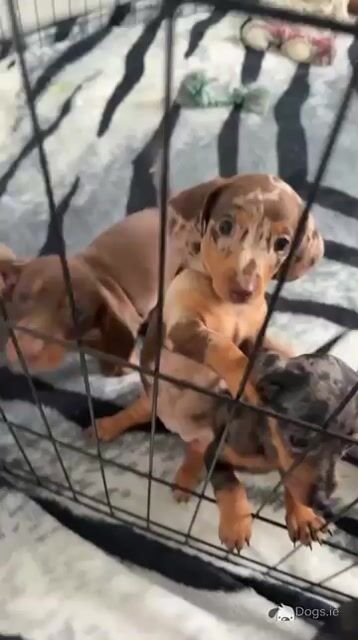 Miniature Dachshund puppies in Kildare - Video