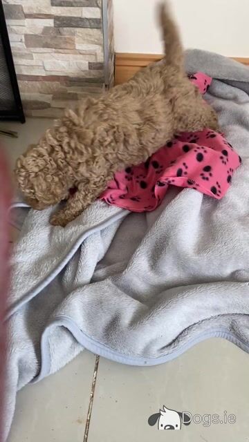 Cavapoo puppies in Wexford - Video