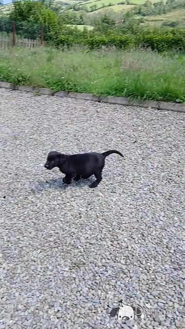 Beautiful purebred Chunky Chocolate Labrador puppies for sale in Cork - Video