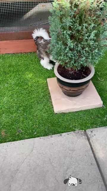 2 IKC Registered Pedigree Shih Tzu puppies in Dublin - Video
