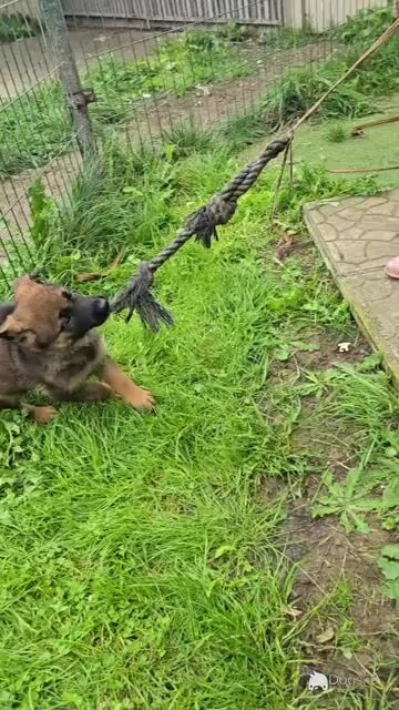 🔥 Rare DDR German Shepherd puppies in Louth|Strong Pedigree Bloodlines|Vaccinated & Microchipped 🔥 - Video