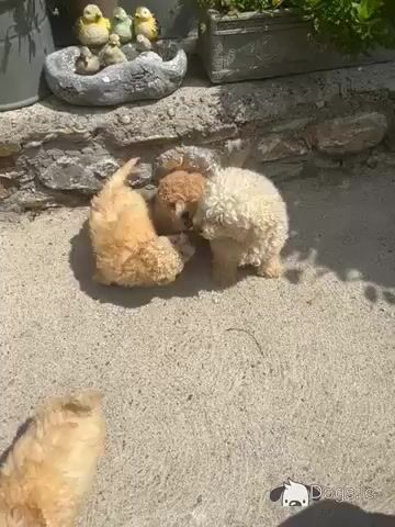 Toy Poodle x Bichon Frise puppies (Poochon) in Wexford - Video