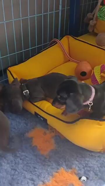 Miniature Dachshund puppies in Dublin - Video