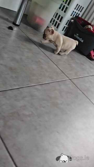 KC Registered French Bulldog Girl Pup last one - Video