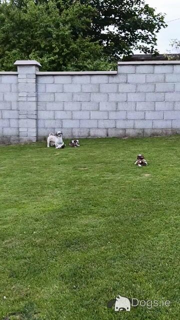 IKC Registered (pending) Shih Tzu puppies in Cork - Video