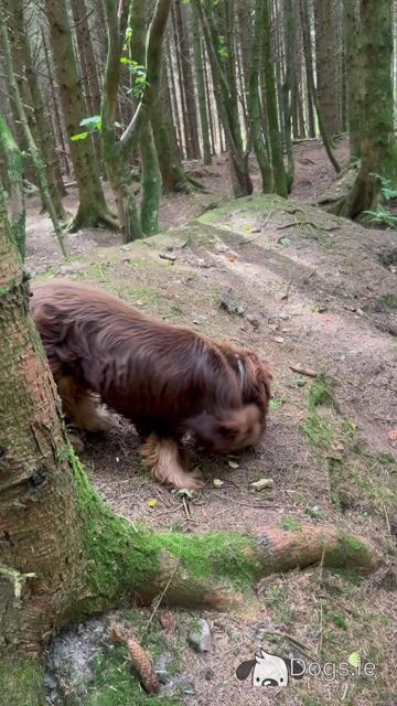 Show Cocker Spaniel for stud in Westmeath - Video