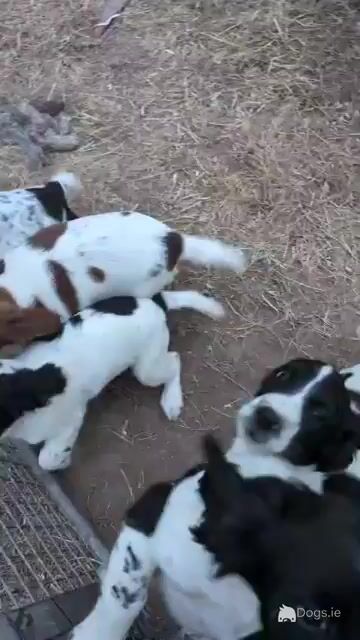 Springer Spaniel x Cocker Spaniel puppies in Waterford - Video