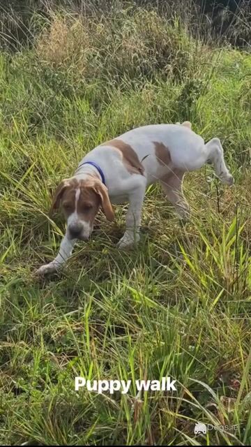 English Pointer puppies for sale in Sligo - Video