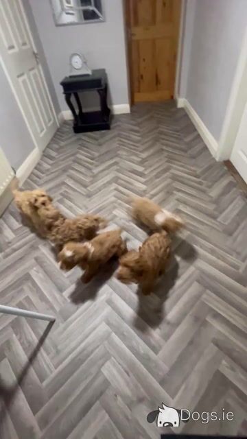 Adorable Red and Red and white miniature Cockapoo puppies 🐶 in Kilkenny - Video