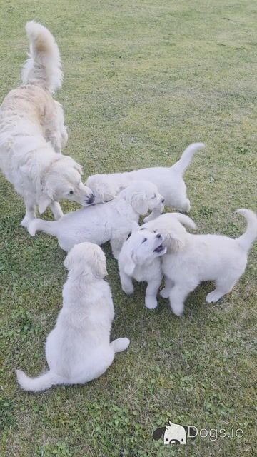 IKC Registered (pending) Purebred Golden Retriever puppies for sale in Donegal - Video