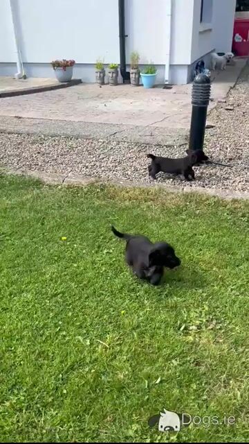 2  Beautiful (Black & White only) Corgipoo puppies (Corgi x Toy Poodle) in Limerick - Video