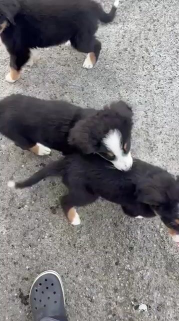 IKC Registered Bernese Mountain Dog pups in Wicklow - Video