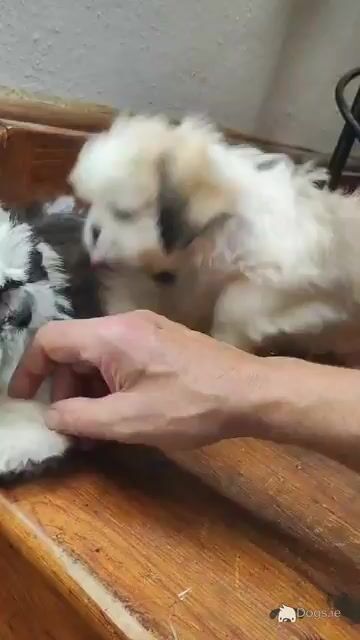 Maltese x Shih-Tzu puppies (Malshi)  in Cork - Video