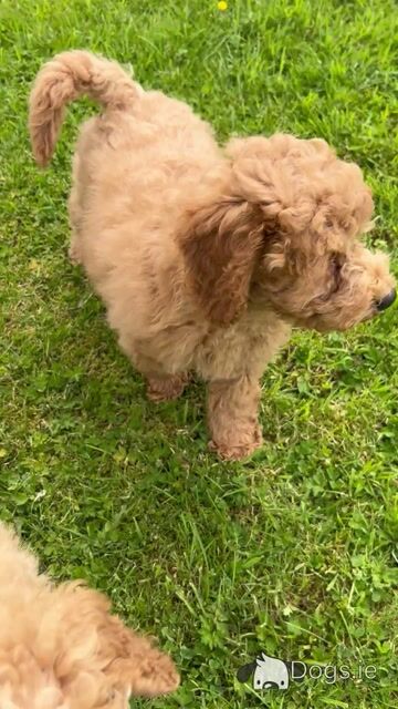 Miniature Poodle Puppies - Video