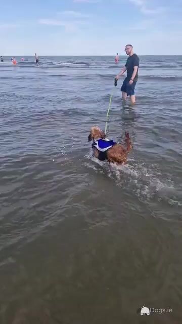 Goldendoodle for stud - Video
