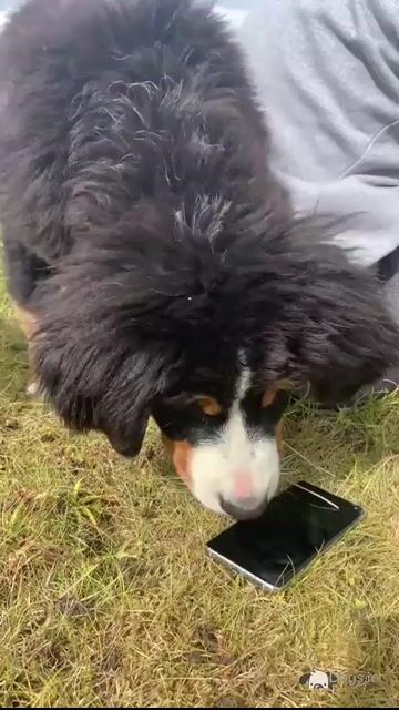 IKC Registered (pending) female Bernese Mountain Dog puppy in Wicklow - Video