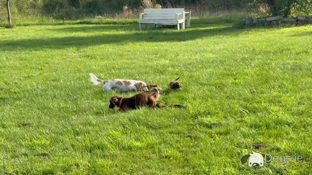 Longhair miniature Dachshund puppies in Mayo - Video